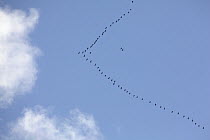 Sandhill Crane (Grus canadensis) flock migrating south, Denali National Park, Alaska