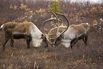 Caribou (Rangifer tarandus) bulls sparring with antlers during breeding season, Denali National Park, Alaska