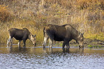 Alaska Moose (Alces alces gigas) mother and calf feeding on aquatic vegetation in pond, Denali National Park, Alaska