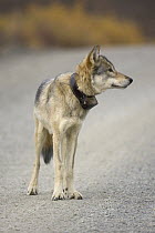 Gray Wolf (Canis lupus) with radio collar, Denali National Park, Alaska