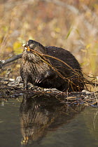 American Beaver (Castor canadensis) dragging cut branch to pond, Denali National Park, Alaska