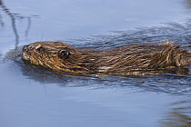 American Beaver (Castor canadensis) swimming in pond, Denali National Park, Alaska