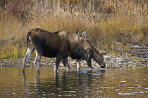 Alaska Moose (Alces alces gigas) mother and calf feeding on aquatic vegetation in pond, Denali National Park, Alaska