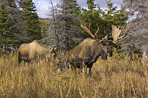 Alaska Moose (Alces alces gigas) bull urinates and cow smells urine and shows interest during breeding season, Chugach State Park, Alaska