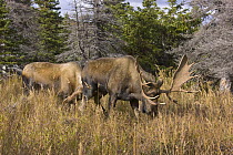 Alaska Moose (Alces alces gigas) bull urinates and cow smells urine and shows interest during breeding season, Chugach State Park, Alaska