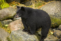 Black Bear (Ursus americanus) cub waiting for mother on salmon stream bank, Vancouver Island, British Columbia, Canada