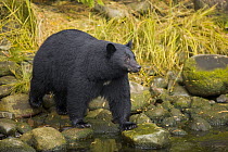 Black Bear (Ursus americanus) male looking for salmon in stream, Vancouver Island, British Columbia, Canada