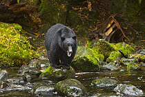 Black Bear (Ursus americanus) looking for salmon in stream, Vancouver Island, British Columbia, Canada