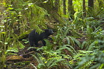 Black Bear (Ursus americanus) walking in old-growth rainforest, Vancouver Island, British Columbia, Canada