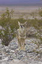Coyote (Canis latrans) smelling the air, Mojave Desert, Death Valley National Park, California