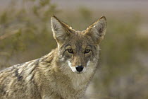 Coyote (Canis latrans), Mojave Desert, Death Valley National Park, California
