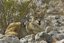 Coyote (Canis latrans), Mojave Desert, Death Valley National Park, California
