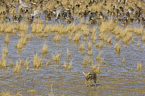 Coyote (Canis latrans) walking away from flock, Bosque del Apache National Wildlife Refuge, New Mexico