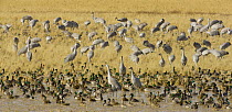Sandhill Crane (Grus canadensis) and Mallard (Anas platyrhynchos) ducks feeding in wetland and grain field in managed habitat, Bosque del Apache National Wildlife Refuge, New Mexico