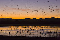 Snow Goose (Chen caerulescens) and Sandhill Cranes (Grus canadensis) feeding and roosting in pond seeking protection from predators at sunset, Bosque del Apache National Wildlife Refuge, New Mexico