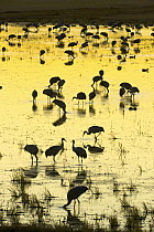 Sandhill Crane (Grus canadensis) flock roosting and feeding together in managed habitat, Bosque del Apache National Wildlife Refuge, New Mexico