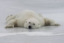 Polar Bear (Ursus maritimus) cooling off on a frozen lake, Churchill, Manitoba, Canada