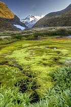 Moss bed, Cascade Saddle stream flows over edge into Matukituki Valley, Mount Aspiring in distance, Mount Aspiring National Park, New Zealand