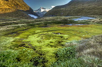 Moss bed, Cascade Saddle stream flows over edge into Matukituki Valley, Mount Aspiring in distance, Mount Aspiring National Park, New Zealand