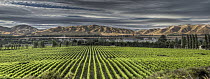Vineyard with mid-summer growth on grape vines, Awatere Valley near Seddon, Marlborough, New Zealand