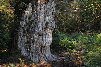 Japanese Cedar (Cryptomeria japonica), Jomon Sugi, the oldest and largest of its kind is at least two thousand years old, Yakushima Island, Japan