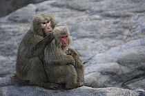 Japanese Macaque (Macaca fuscata) alpha male grooming female after copulation, Yakushima Island, Japan