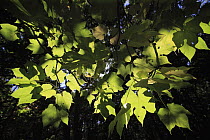 Leaves in temperate rainforest, Yakushima Island, Japan