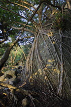 Fig (Ficus sp) tree with roots spanning over rock, Yakushima Island, Japan