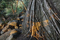 Fig (Ficus sp) tree with roots spanning over rock, Yakushima Island, Japan