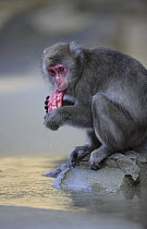 Japanese Macaque (Macaca fuscata) eating a sweet potato after washing it, Kojima, Japan