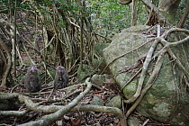 Japanese Macaque (Macaca fuscata) pair near Fig (Ficus sp) in the costal laurel forest of Yakushima Island, Japan