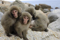 Japanese Macaque (Macaca fuscata) yearlings on coastal rocks, Yakushima Island, Japan