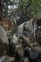 Fig (Ficus sp) trees with roots spanning over rocks, Yakushima Island, Japan