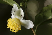 Black Tea (Camellia sinensis) flower with ant, Yakushima Island, Japan