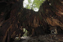 Giant stump named Wilson-kabu, 32 m wide, cut in 1586 and re-discovered by American botanist Ernest Wilson, Yakushima Island, Japan