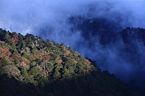 Primary temperate rainforest, Yakushima Mountains, Yakushima Island, Japan