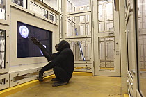 Chimpanzee (Pan troglodytes) in face recognition experiment, Tokyo University, Inuyama, Japan