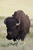 American Bison (Bison bison) on a spring prairie, Moise, Montana