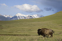 American Bison (Bison bison) bull standing against the Mission Mountains, Moise, Montana