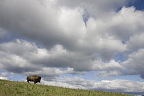 American Bison (Bison bison) bull on spring hillside, Moise, Montana