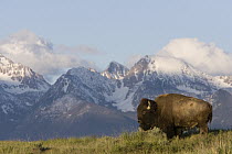 American Bison (Bison bison) bull standing against the Mission Mountains, Moise, Montana