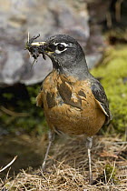 American Robin (Turdus migratorius) gathering nest material, northwest Montana