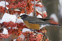 American Robin (Turdus migratorius) eating berries in the winter, northwest Montana