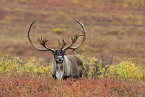 Caribou (Rangifer tarandus) bull on tundra, central Alaska