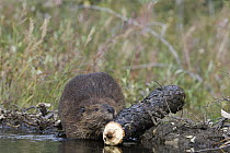 American Beaver (Castor canadensis) carrying log over dam, western Montana
