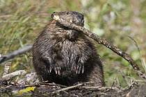 American Beaver (Castor canadensis) carrying branch over dam, western Montana
