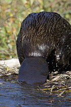 American Beaver (Castor canadensis) tail, western Montana