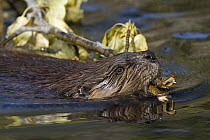 American Beaver (Castor canadensis) carrying branch in water, western Montana