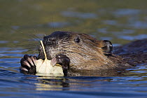 American Beaver (Castor canadensis) eating cottonwood leaf, western Montana
