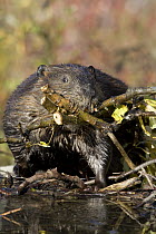 American Beaver (Castor canadensis) carrying cottonwood branches over dam, western Montana